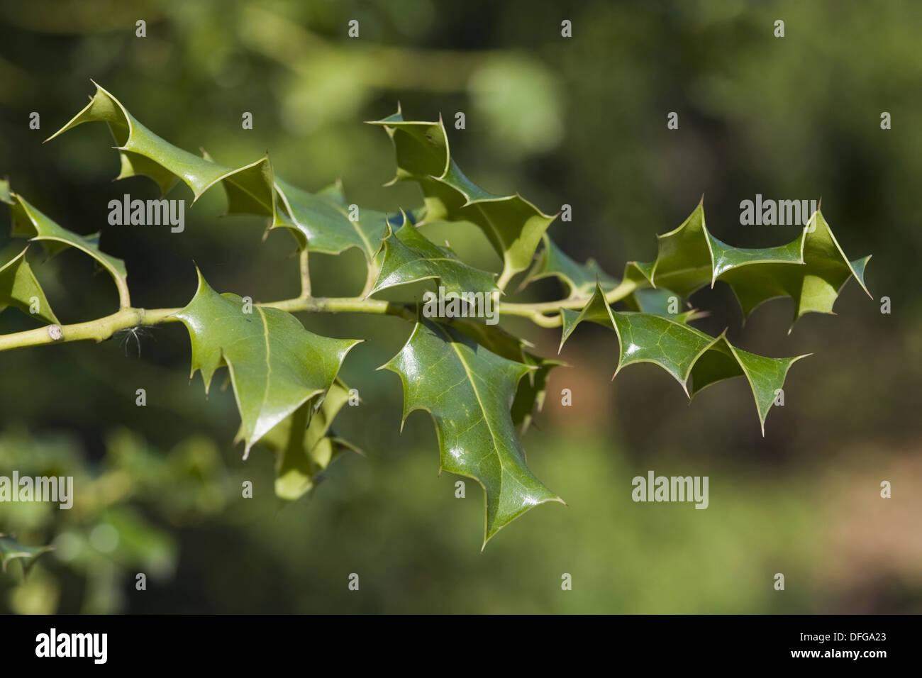 gemeinsamen Stechpalme, Ilex aquifolium Stockfoto