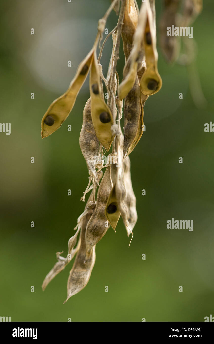 gemeinsamen Goldregen, Laburnum anagyroides Stockfoto