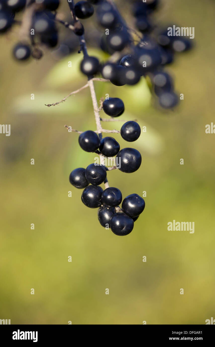 wilde Liguster, Ligustrum vulgare Stockfoto