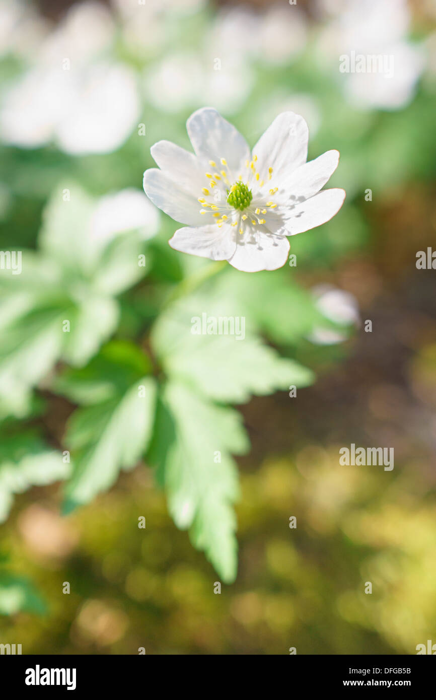 Nahaufnahme des einzigen Buschwindröschen Blume im Wald im Frühjahr Stockfoto