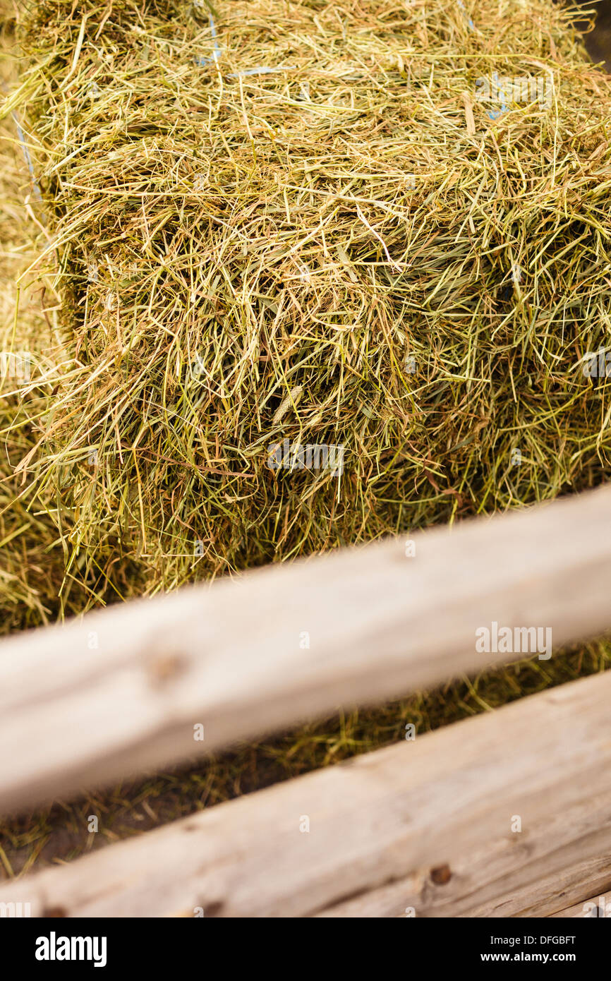 Nahaufnahme von Tierfutter, Heuhaufen auf einem Bauernhof, Schweden Stockfoto