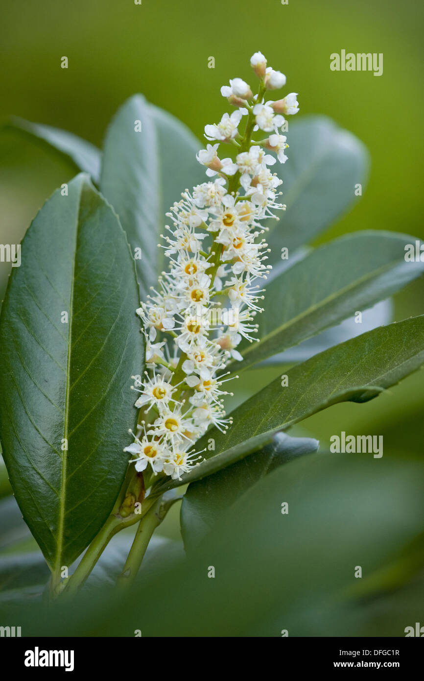 Kirschlorbeer, Prunus laurocerasus Stockfoto