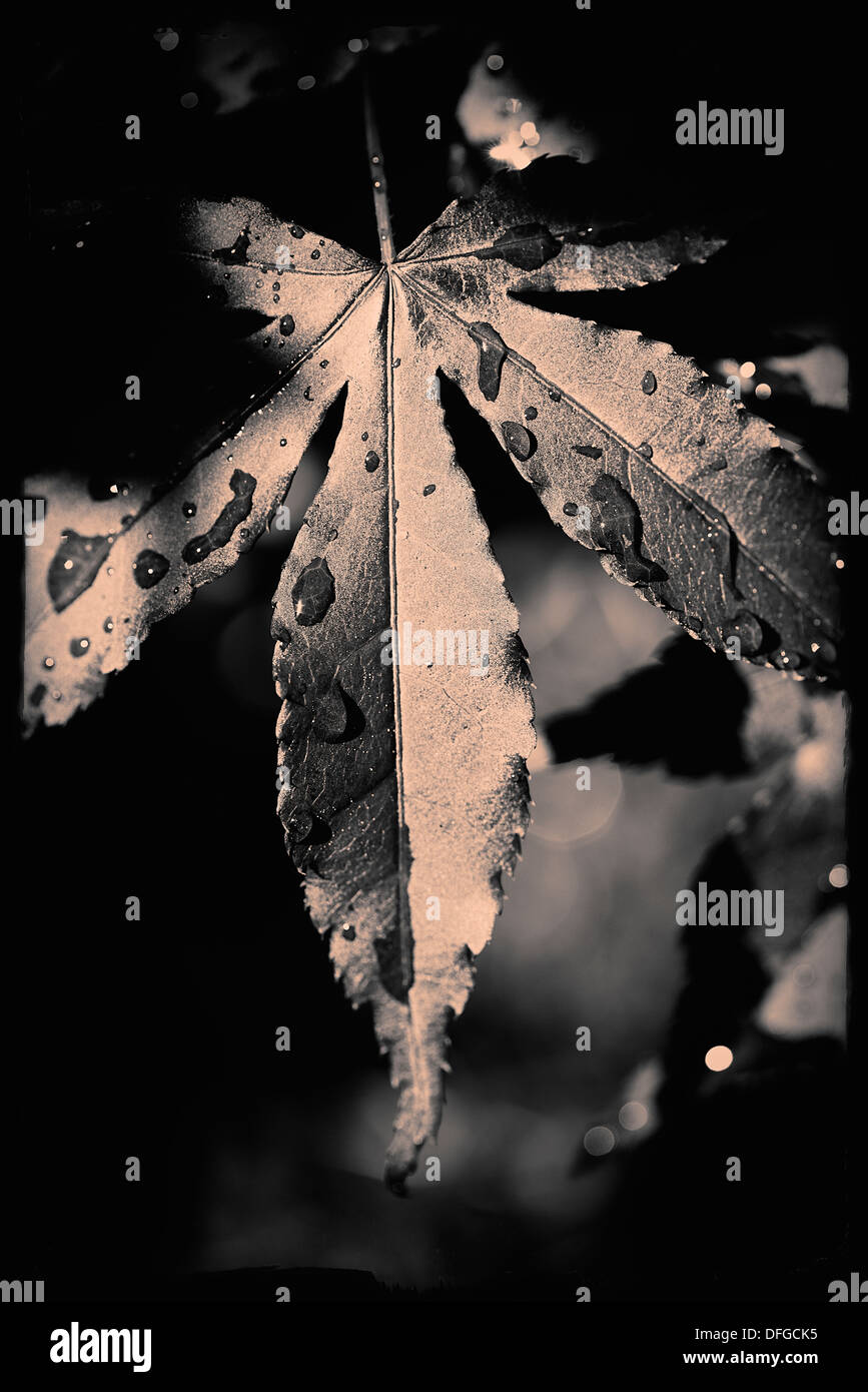 Nahaufnahme einer nassen Blatt des Spitz-Ahorn (Acer Platanoides Schwedleri) Stockfoto
