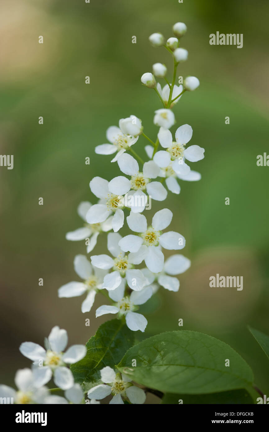 Vogel-Kirsche, Prunus padus Stockfoto