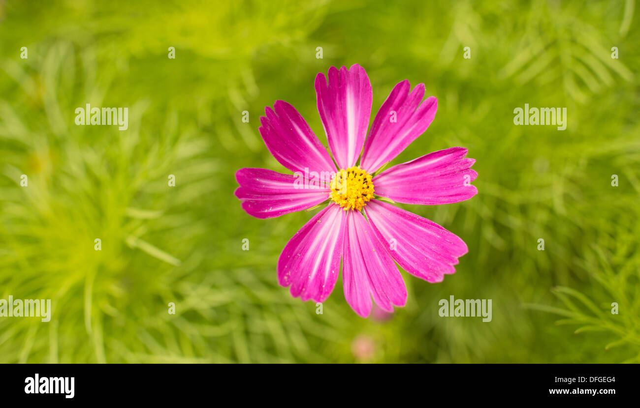 Draufsicht der frischen rosa Sommerblume im Garten mit Textfreiraum Stockfoto