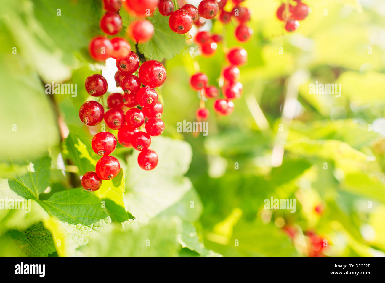 Frische und Reife rote Johannisbeeren hängen Busch im Garten Stockfoto
