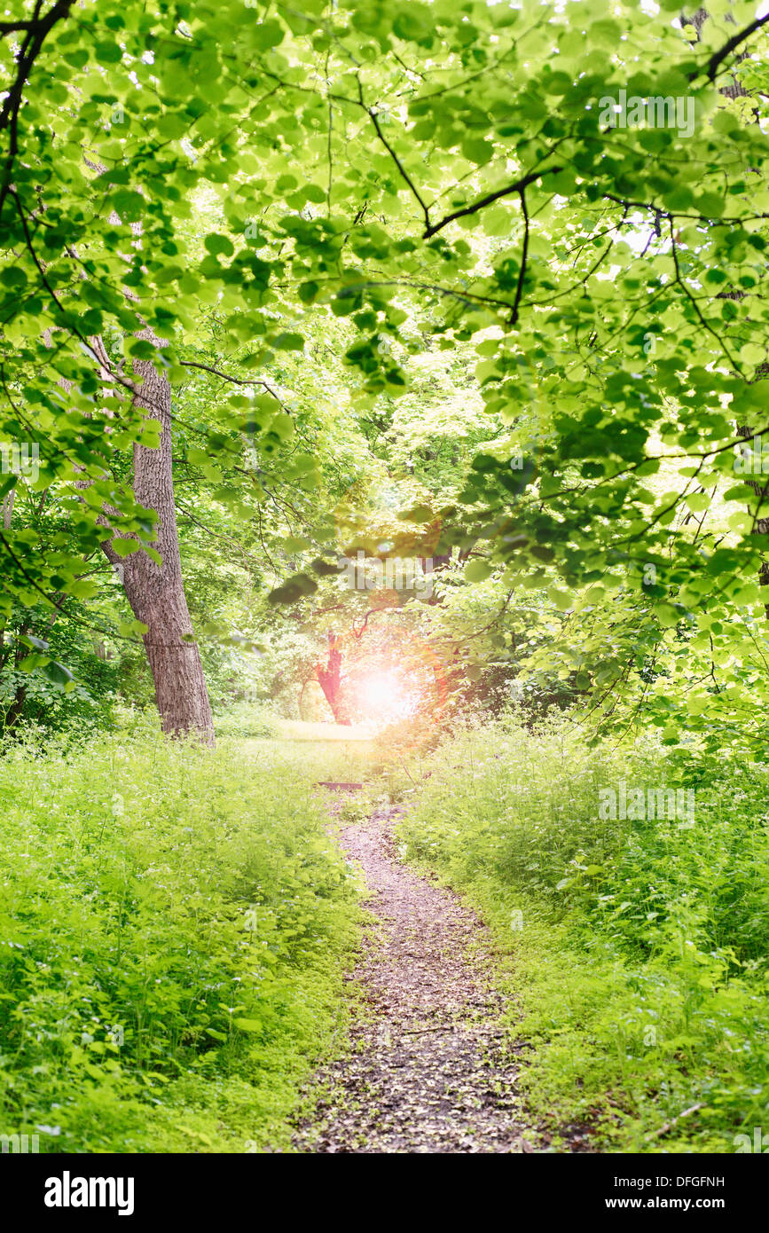 Ruhigen Lehrpfad im grünen Wald im Sommer in Stockholm, Schweden. Stockfoto