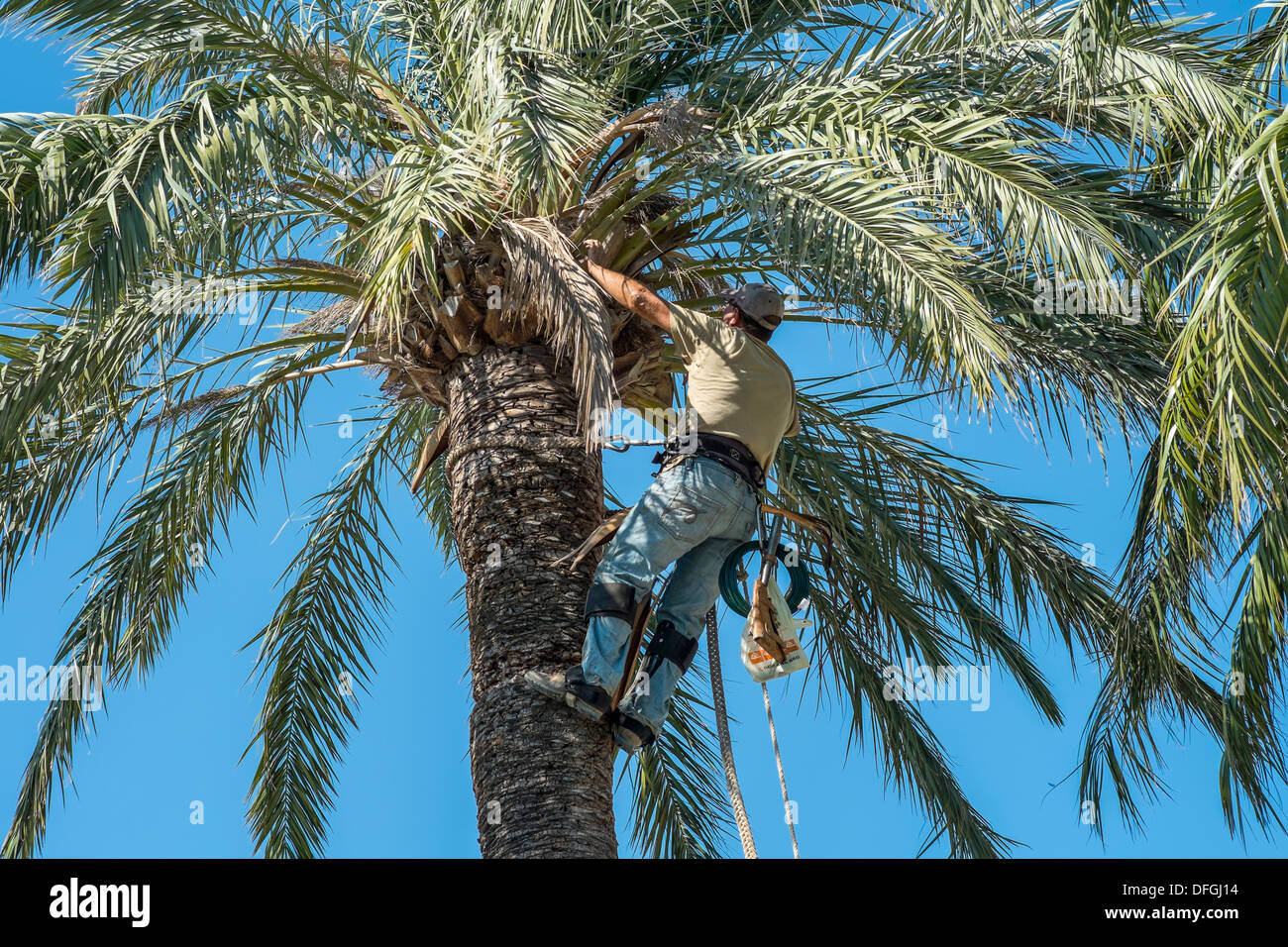 Ein Arbeiter an einer Palme Baum passende Kabel, Javea, Spanien gebunden. Stockfoto