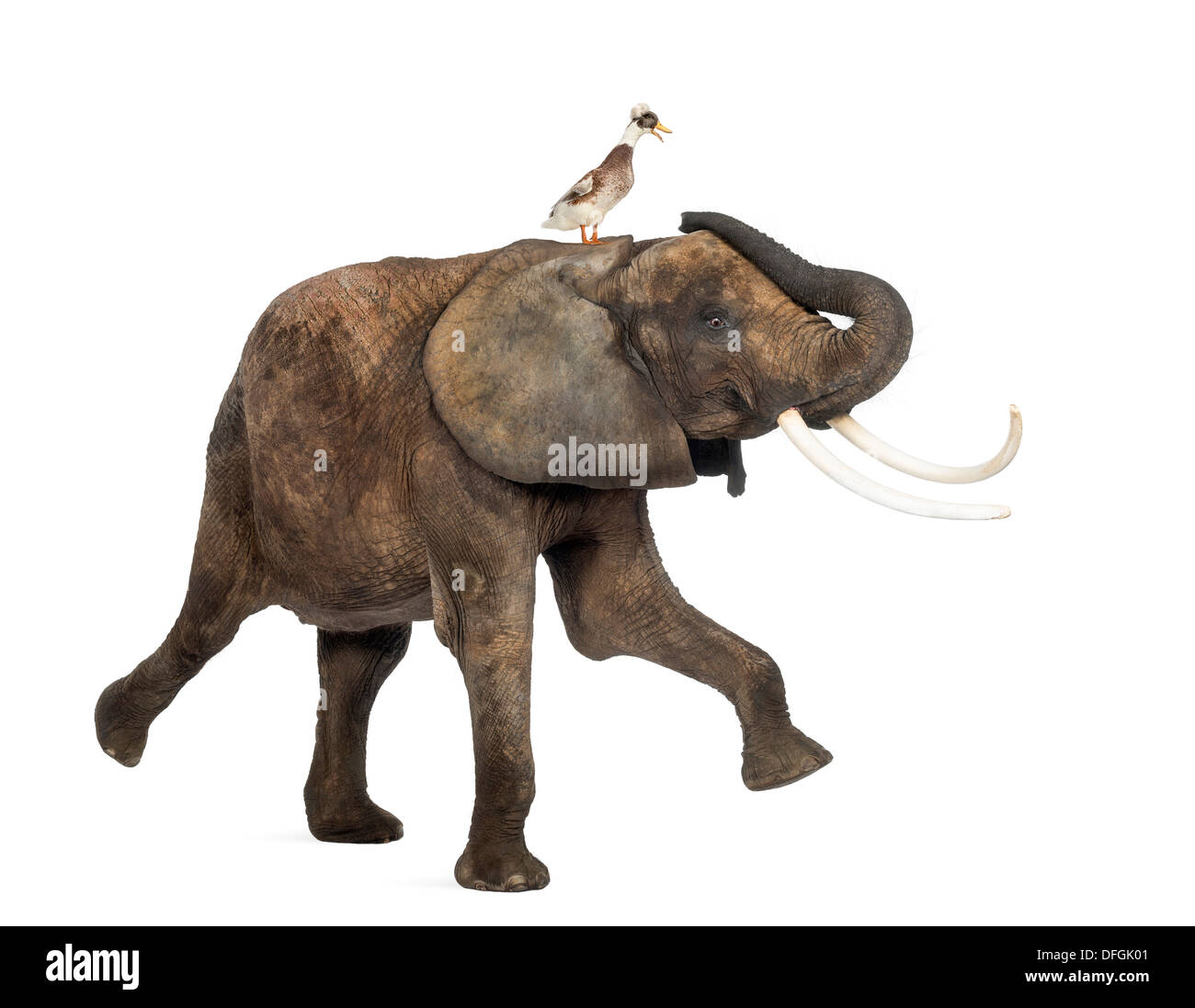 Afrikanischer Elefant, Loxodonta Africana, tanzen mit Haubenmeise Ente vor weißem Hintergrund Stockfoto