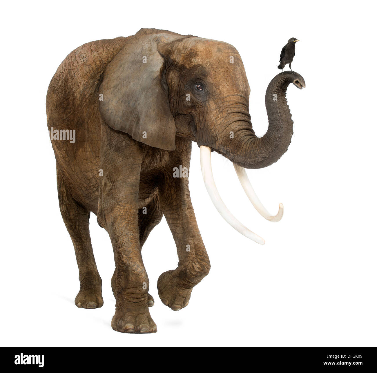 Afrikanischer Elefant Loxodonta Africana, mit eine Dohle auf dem Stamm vor weißem Hintergrund Stockfoto