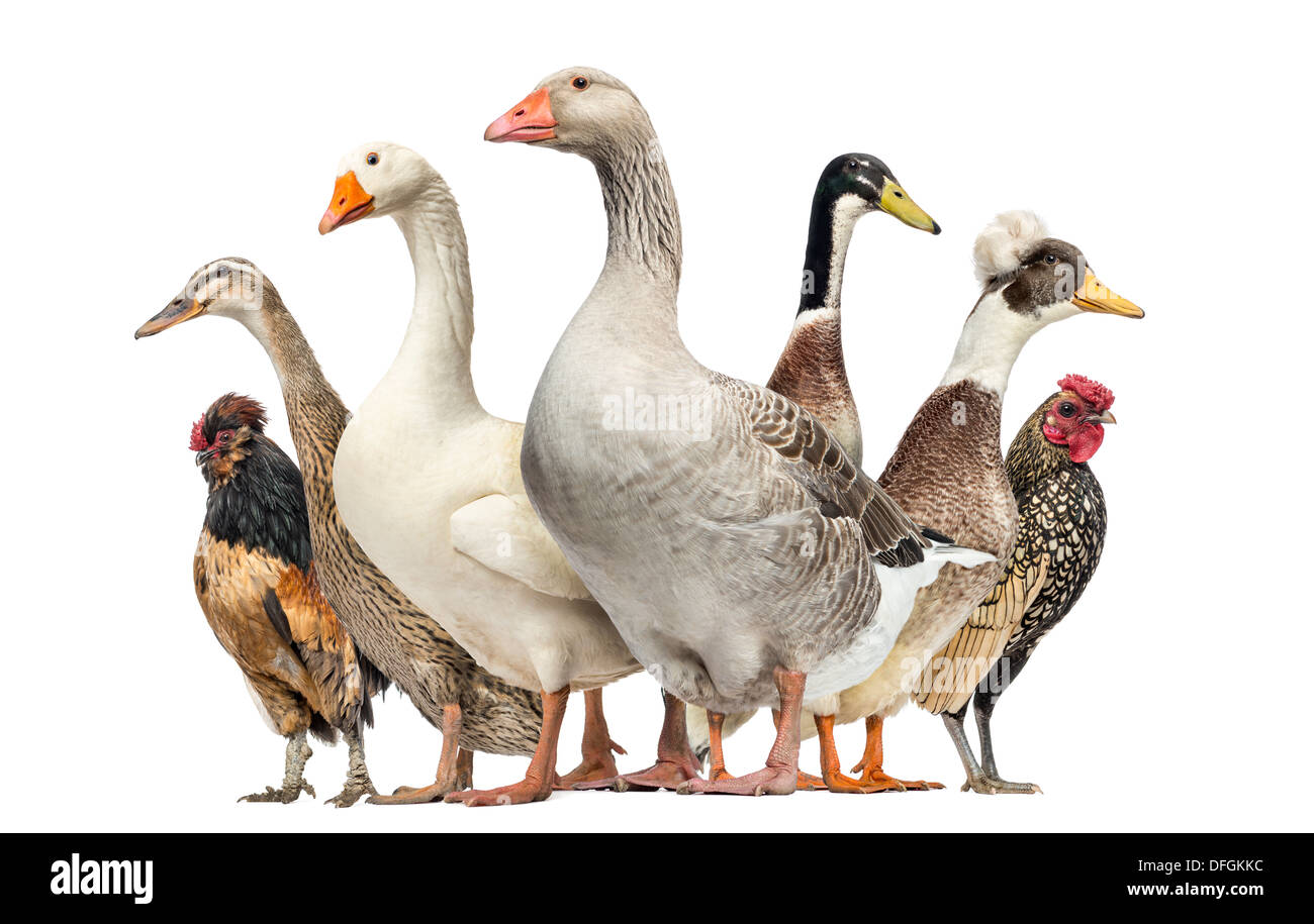 Gruppe von Enten, Gänse und Hühner vor weißem Hintergrund Stockfoto