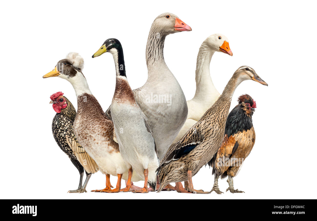 Gruppe von Enten, Gänse und Hühner vor weißem Hintergrund Stockfoto