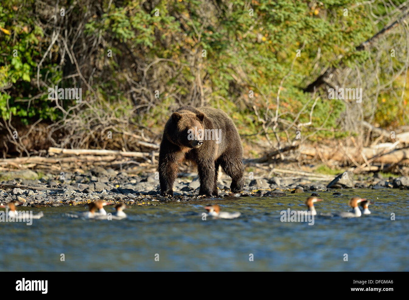 Gemeinsame Merganser (Mergus Merganser) mit der Nahrungssuche grizzly Bär auf einem Salmon River, Chilcotin Wildnis, British Columbia, Kanada Stockfoto