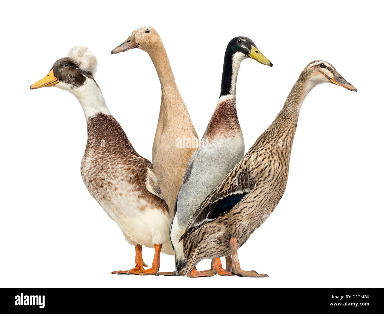 Seitenansicht einer Gruppe Enten auf der Suche nach links und rechts vor weißem Hintergrund Stockfoto