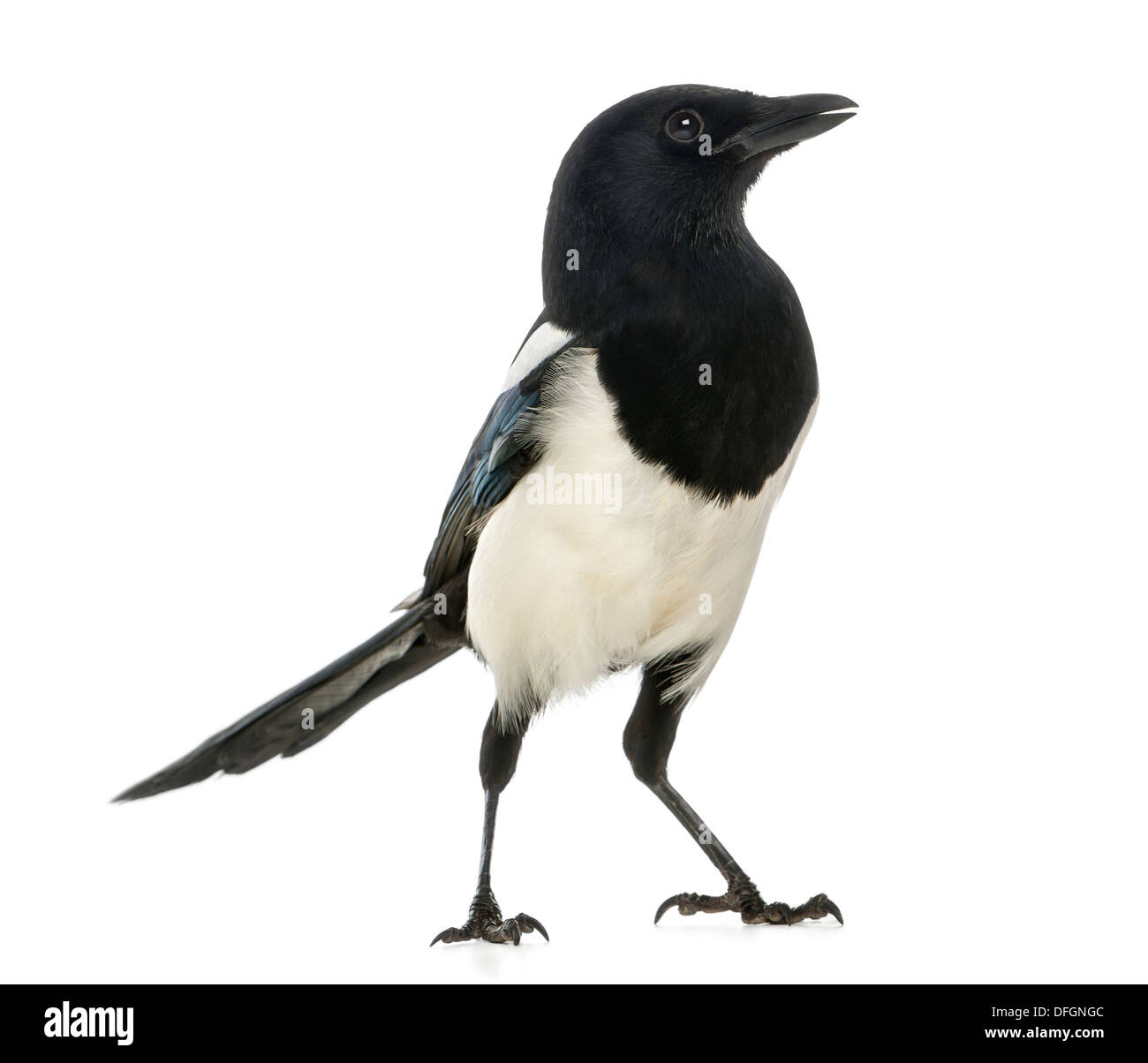 Gemeinsamen Elster, Pica Pica, vor weißem Hintergrund Stockfoto