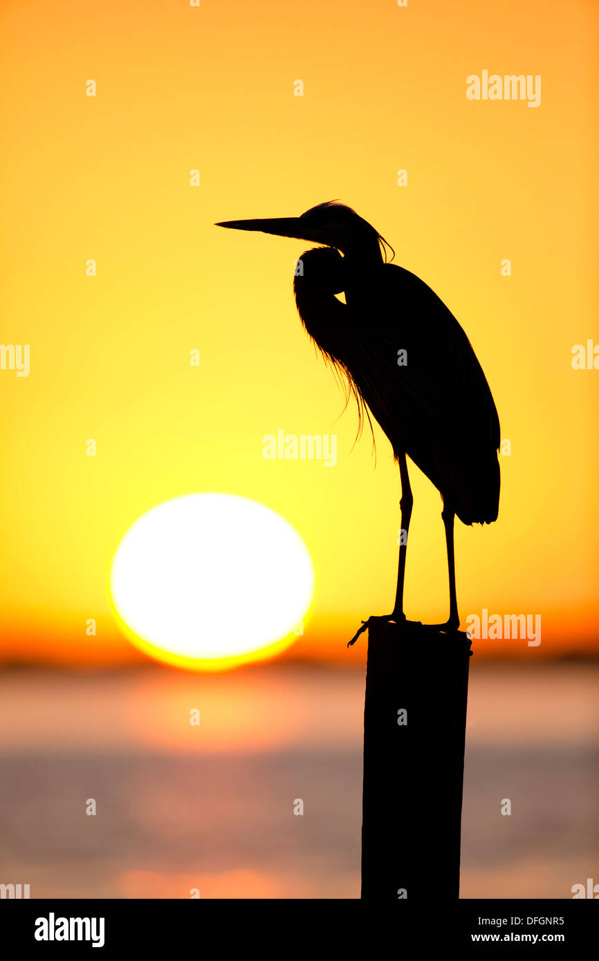 Great Blue Heron (Ardea Herodias) Silhouette bei Sonnenuntergang - Fort Desoto, Florida. Stockfoto