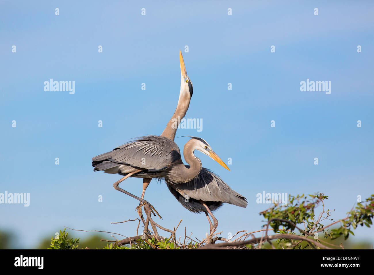 Great Blue Heron (Ardea Herodias) paar an der Nest - Venedig Rookery, Florida. Stockfoto