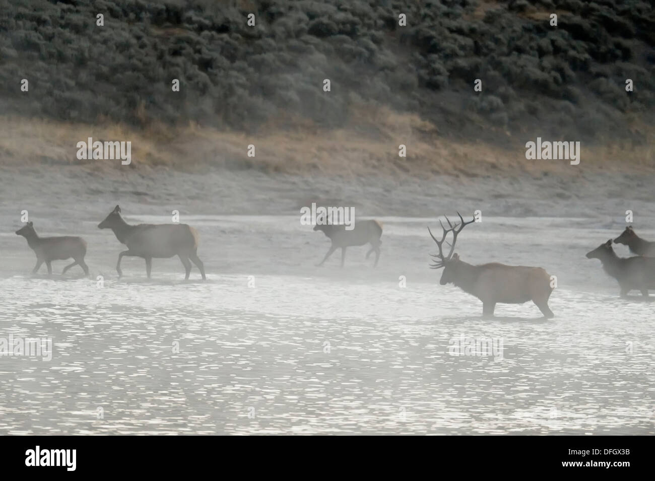 Elch, Wapiti Cervus elaphus Harem wattiefe Yellowstone River, Yellowstone National Park, Wyoming, USA Stockfoto