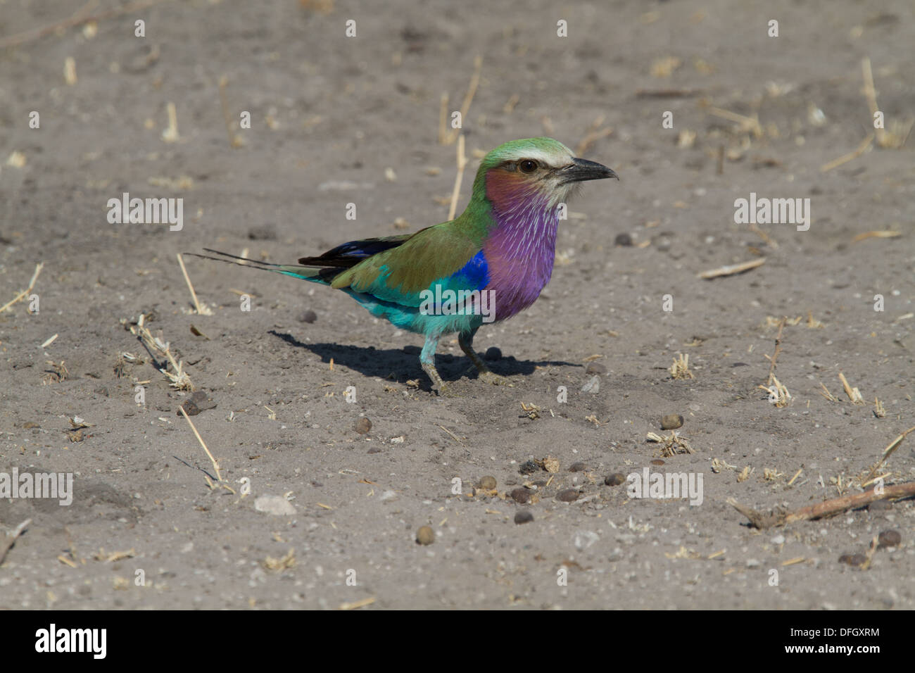 Lilac Breasted Roller Vogel Stockfoto