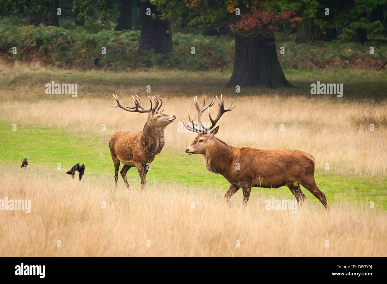 London, Richmond upon Thames, Royal Richmond Park, Parks, Rehe Hirsche in der Brunft Paarung würzen, 2 zwei Hirsch Hirsch groß Trockenrasen Stockfoto