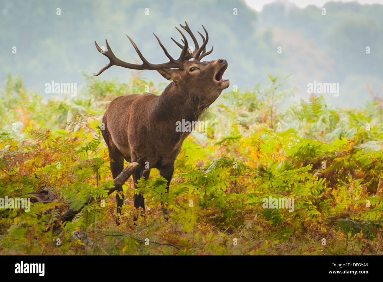 London Richmond upon Thames Royal Richmond Park Parks Falow Deer in der rüden Paarungszeit Stag Buck Geweih Paarungsruf in Farn Cervus Elaphus Stockfoto