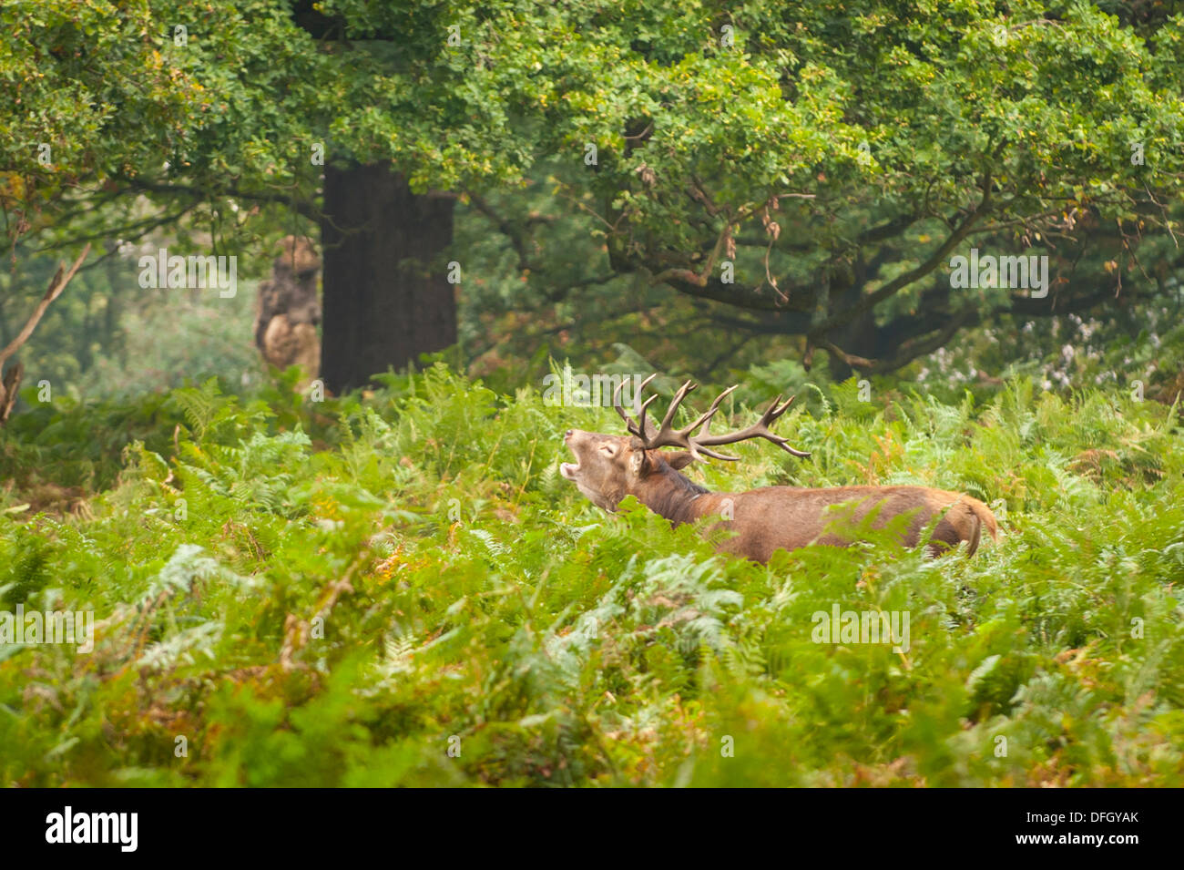 London Richmond upon Thames Royal Richmond Park Parks Hirsche in Rut Paarungszeit Cervus Elaphus Stockfoto