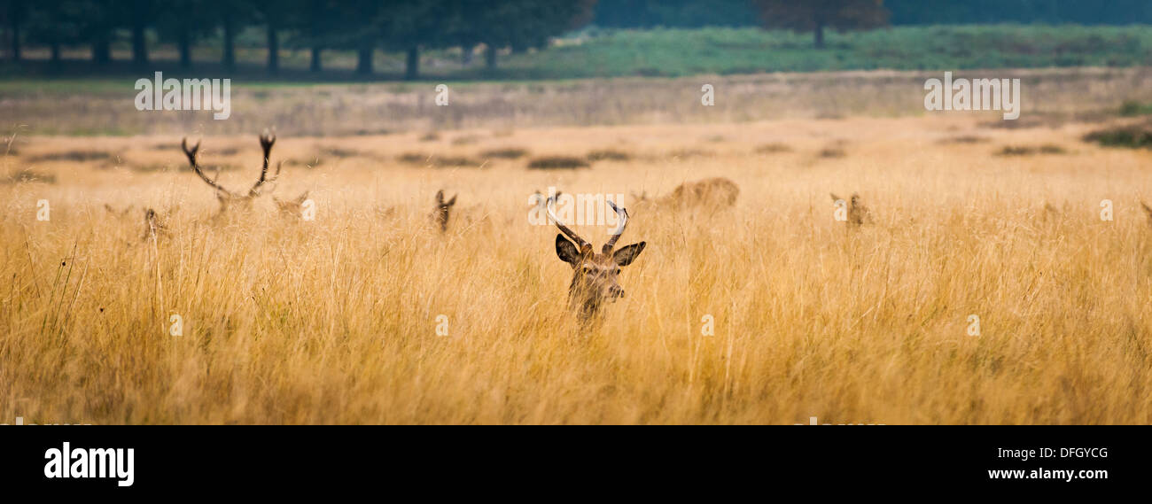 London Richmond upon Thames Royal Richmond Park Parks Hirsche Rehe brunft Paarungszeit Hirsch Hirsche hohe Heu, Gras, Stroh Stockfoto