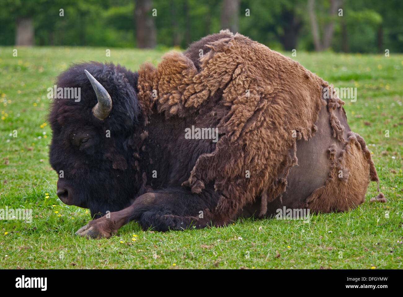 American Buffalo oder Bison (Bison Bison) Stockfoto