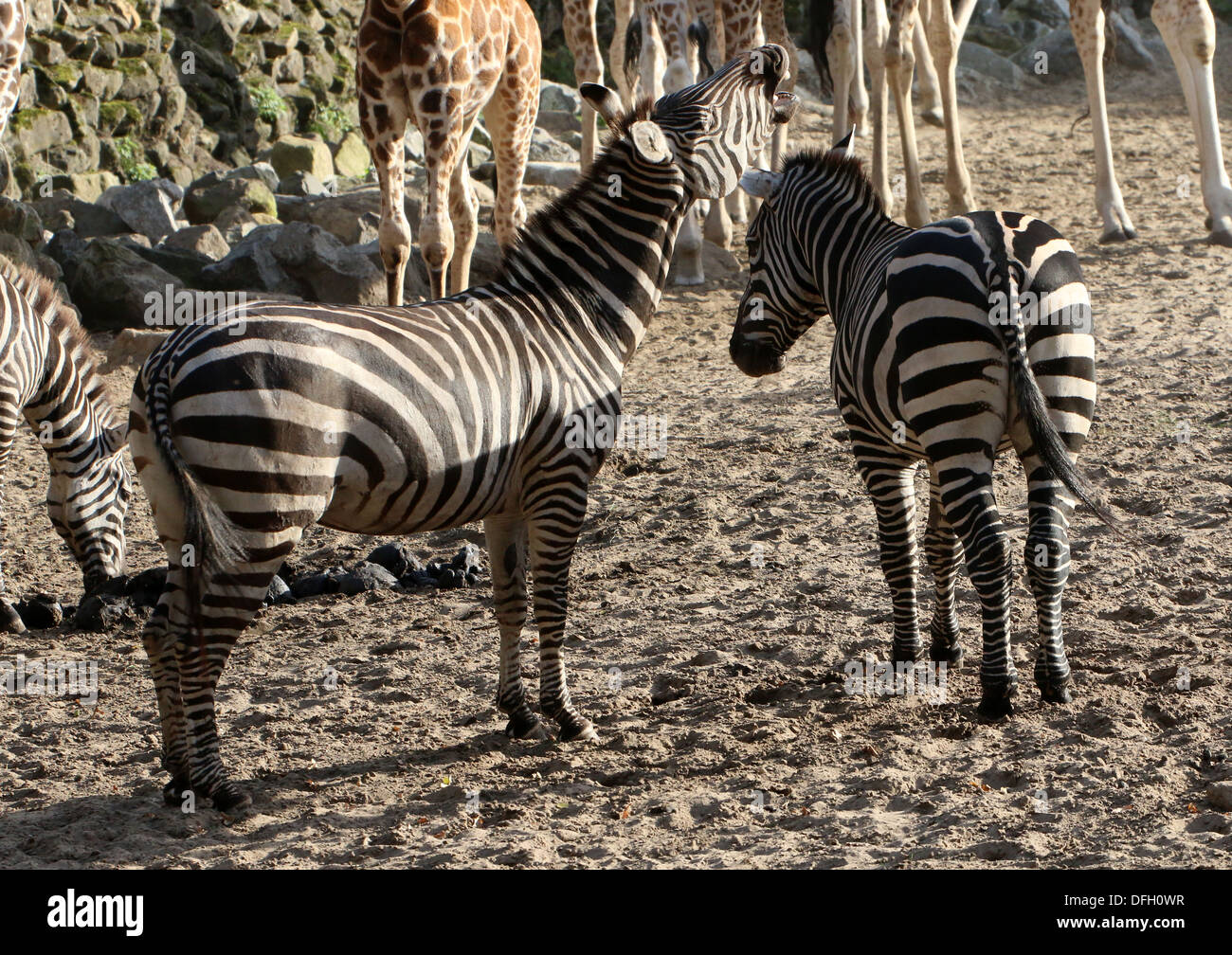 Grant Zebras (Equus Quagga Boehmi) in der Savanne von Dierenpark Emmen Zoo, Niederlande, ein Zebra, Wiehern Stockfoto