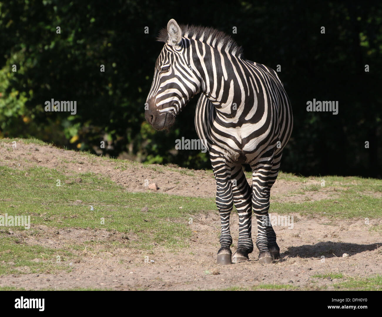 Reifen Sie Grant Zebra (Equus Quagga Boehmi) in der Savanne von Dierenpark Emmen Zoo, Niederlande Stockfoto