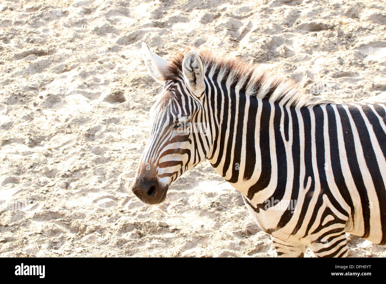 Nahaufnahme des Kopfes & Oberkörper ein Grant-Zebra (Equus Quagga Boehmi) in der Savanne von Dierenpark Emmen Zoo, Niederlande Stockfoto