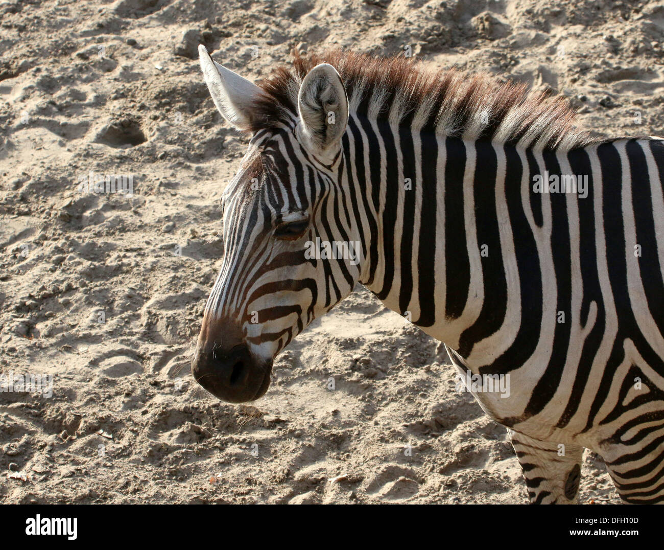 Nahaufnahme des Kopfes & Oberkörper ein Grant-Zebra (Equus Quagga Boehmi) in der Savanne von Dierenpark Emmen Zoo, Niederlande Stockfoto