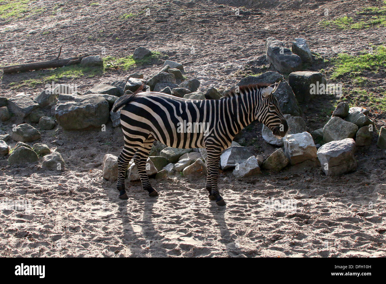 Grant Zebra (Equus Quagga Boehmi) in der Savanne Gehege Dierenpark Emmen Zoo, Niederlande Stockfoto