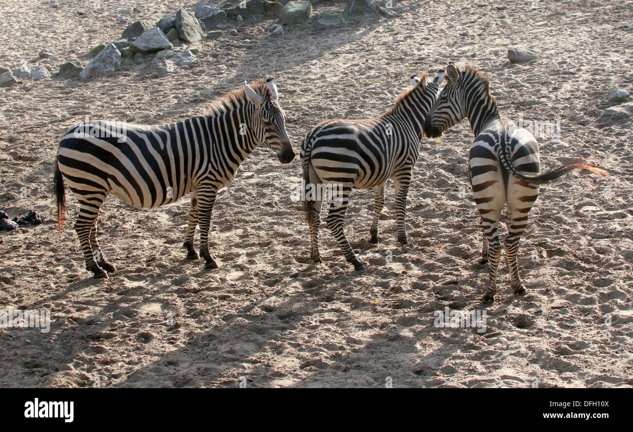 Gruppe von drei Grant-Zebras (Equus Quagga Boehmi) in einer natürlichen Umgebung Stockfoto