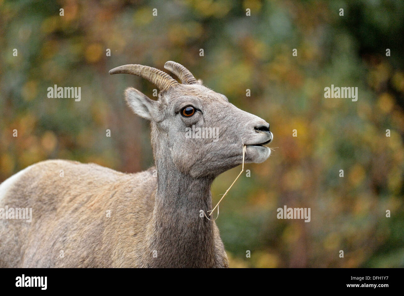 Bighorn sheep Ovis canadensis Ewe, Yellowstone National Park, Montana, USA Stockfoto