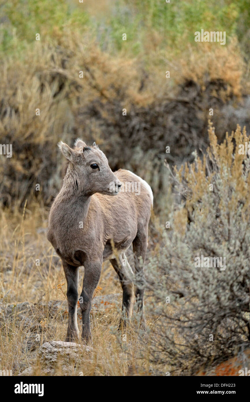 Bighorn sheep Ovis canadensis Lamm, Yellowstone National Park, Montana, USA Stockfoto