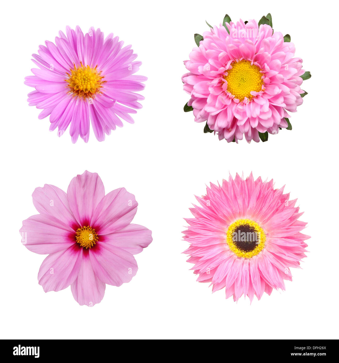 Auswahl von Pastell rosa Blüten isoliert gegen weiß Stockfoto