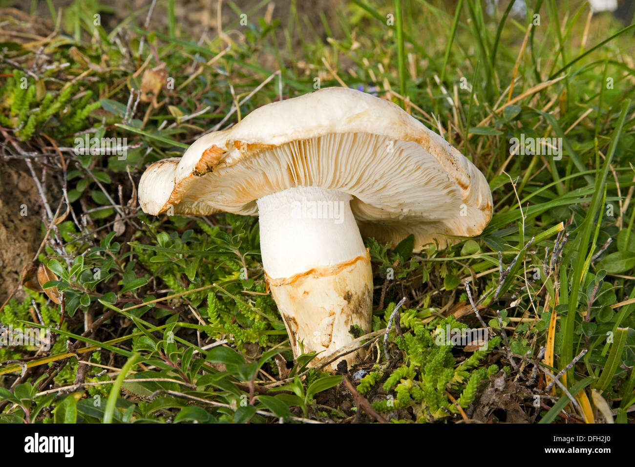 Weißer Matsutake Pilz in freier Wildbahn, vielleicht am meisten gesucht nach Pilz im pazifischen Nordwesten, Armillaria ponderosa Stockfoto