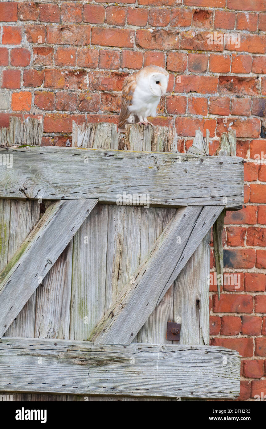 Schleiereule, Tyto Alba, Erwachsene auf Stalltür thront, Stockfoto