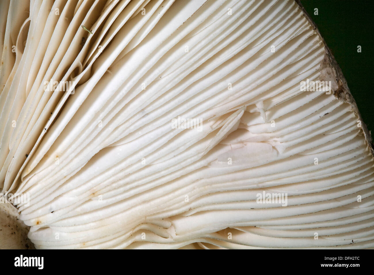 Pilz Kiemen aus einem Waldpilz Stockfoto