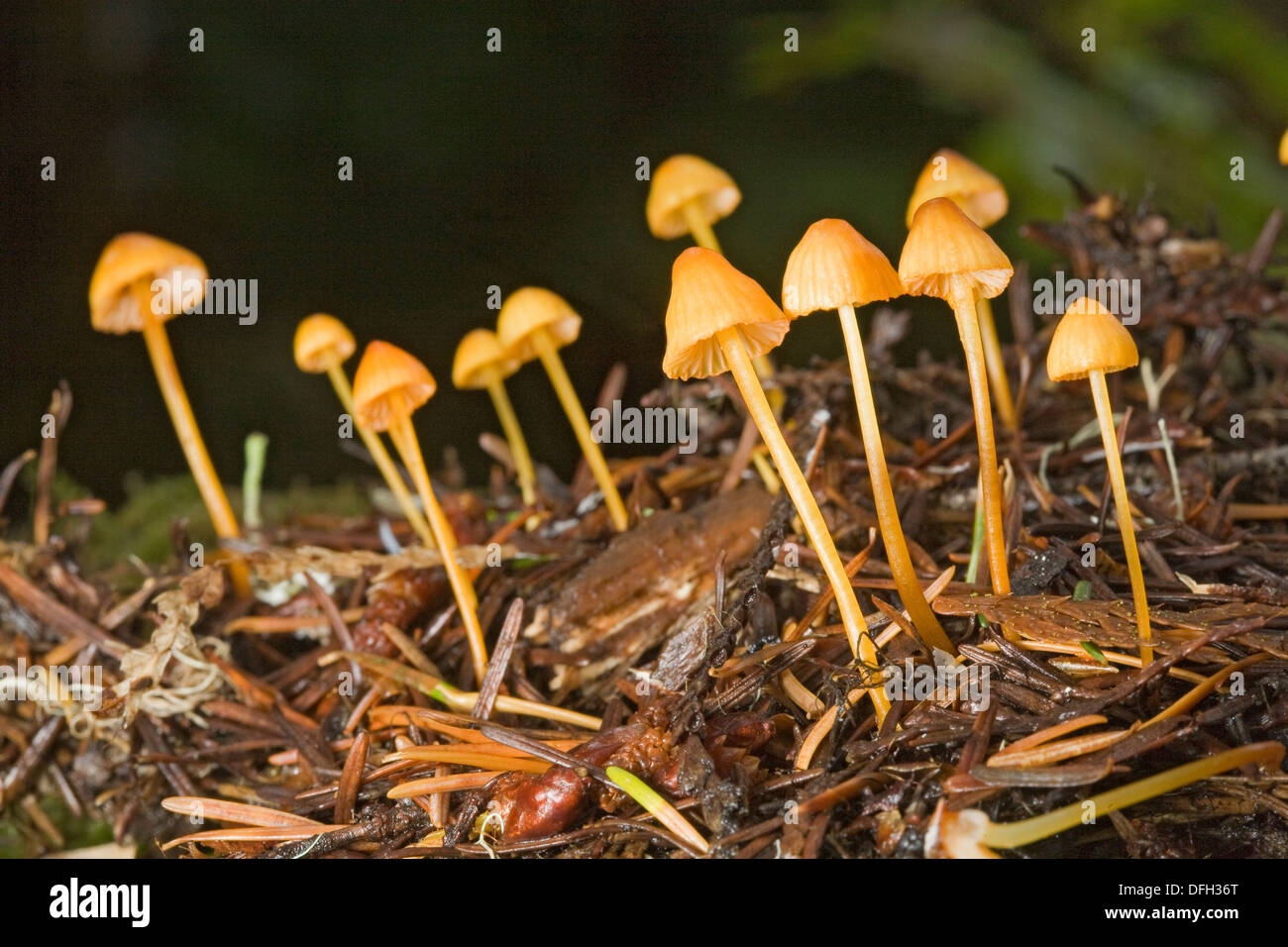 Mycena Strobilinoides, eine winzige gelblich-Orange-Pilz, der lebt in den Wäldern des Pazifischen Nordwestens. Stockfoto