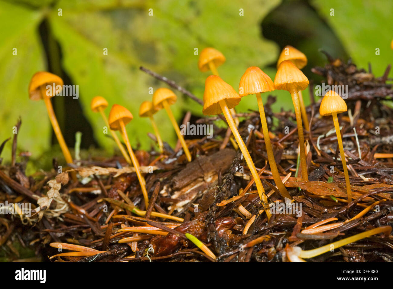 Mycena Strobilinoides, eine winzige gelblich-Orange-Pilz, der lebt in den Wäldern des Pazifischen Nordwestens. Stockfoto