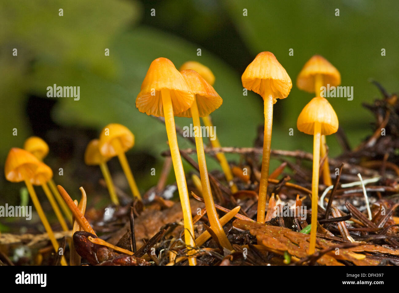Mycena Strobilinoides, eine winzige gelblich-Orange-Pilz, der lebt in den Wäldern des Pazifischen Nordwestens. Stockfoto