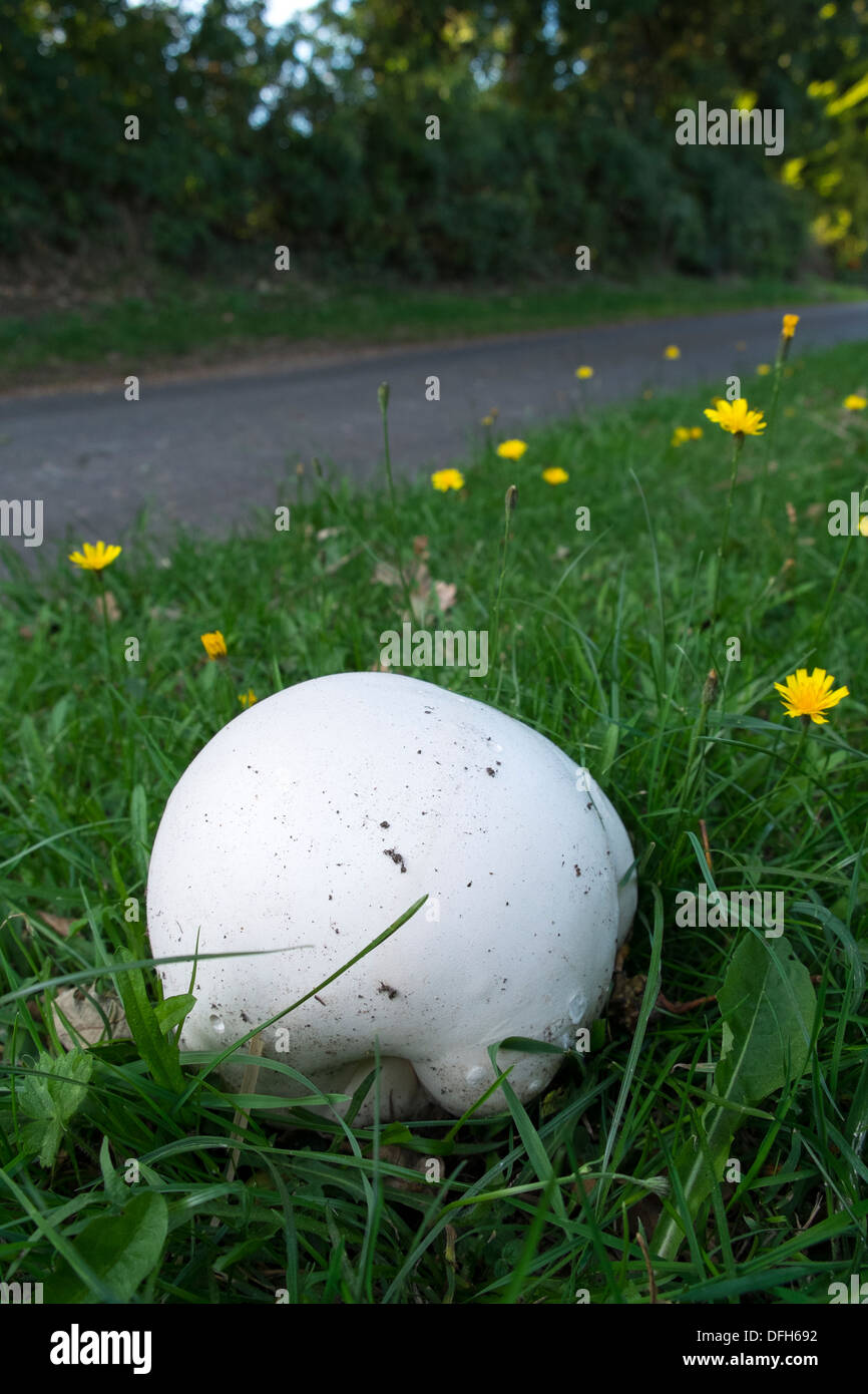 Calvatia Gigantea, 'giant Puffball', wächst auf einer am Straßenrand Kante, England, September, Stockfoto