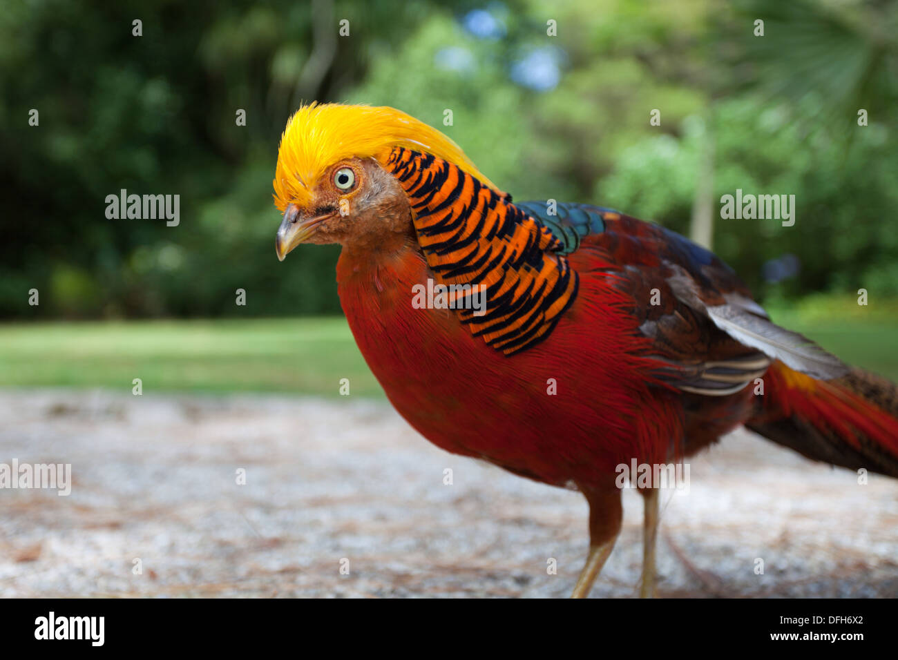 Tresco Klostergarten zähmen Goldfasan, Isles of Scilly, Cornwall, UK Stockfoto