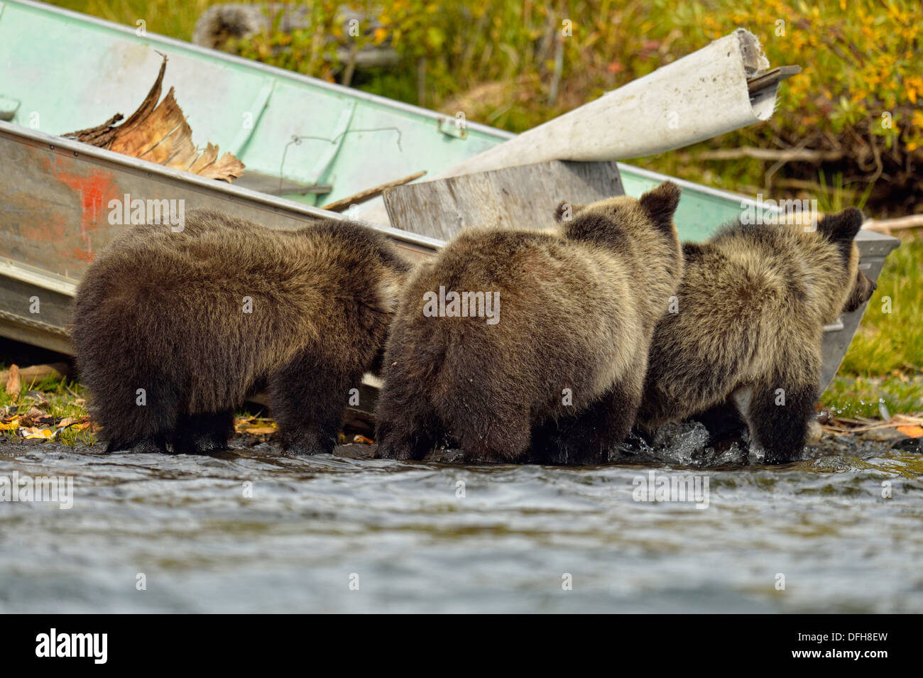 Grizzlybären, Ursus arctos, drei Jungtiere erkunden Rund um Boot auf einer Salmon River, Chilcotin Wildnis, BC, Kanada Stockfoto