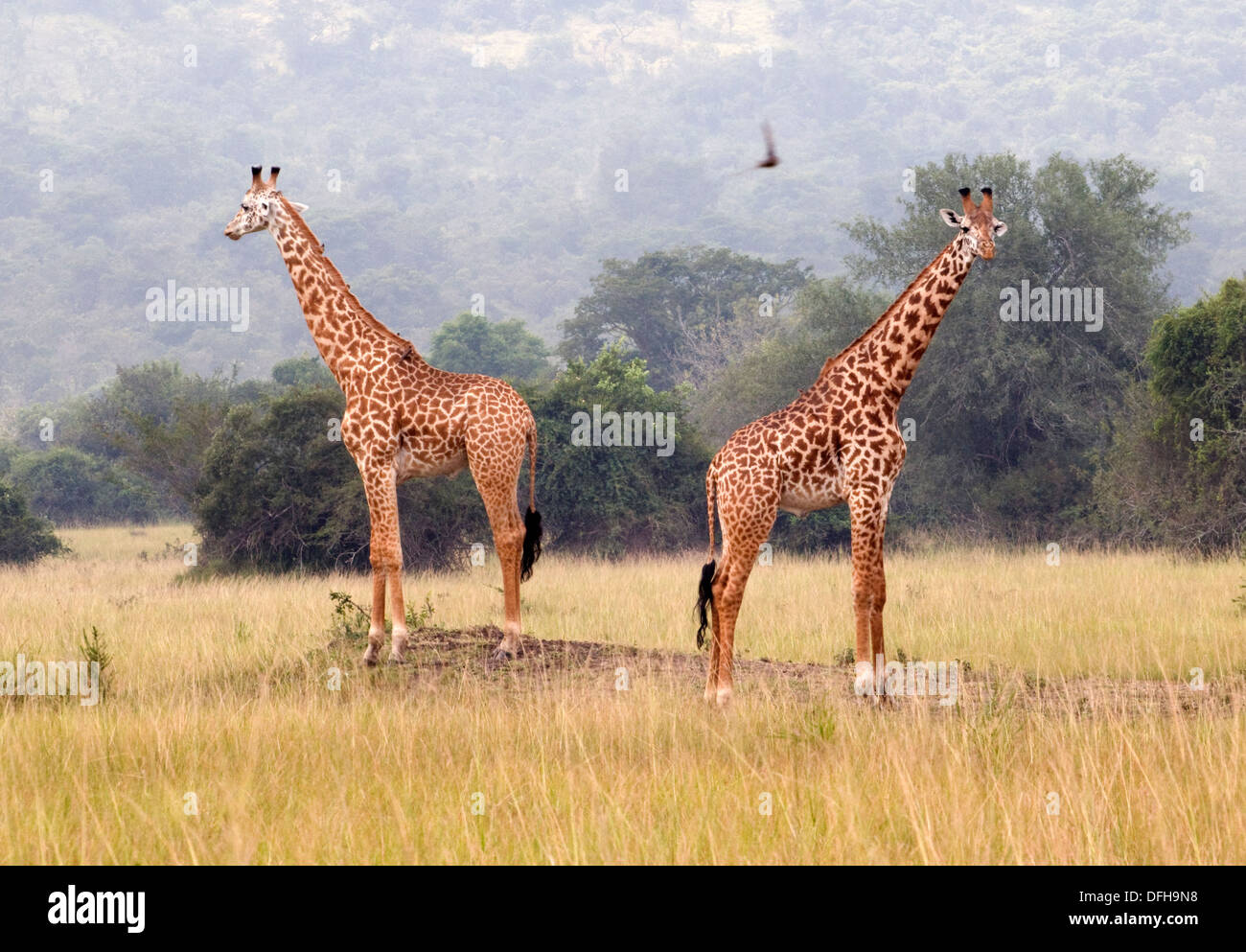 Giraffe Giraffa Plancius Akagera National Game Park Ruanda Central Nordafrika Stockfoto