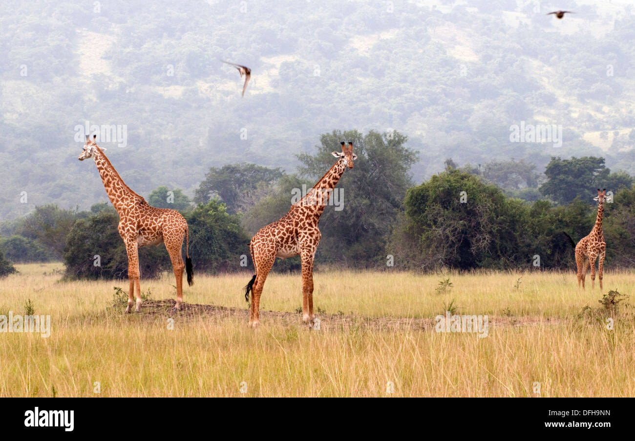 Giraffe Giraffa Plancius Akagera National Game Park Ruanda Central Nordafrika Stockfoto