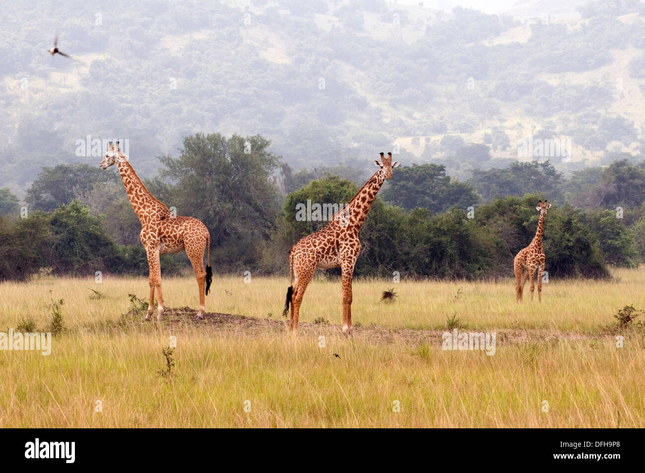 Giraffe Giraffa Plancius Akagera National Game Park Ruanda Central Nordafrika Stockfoto