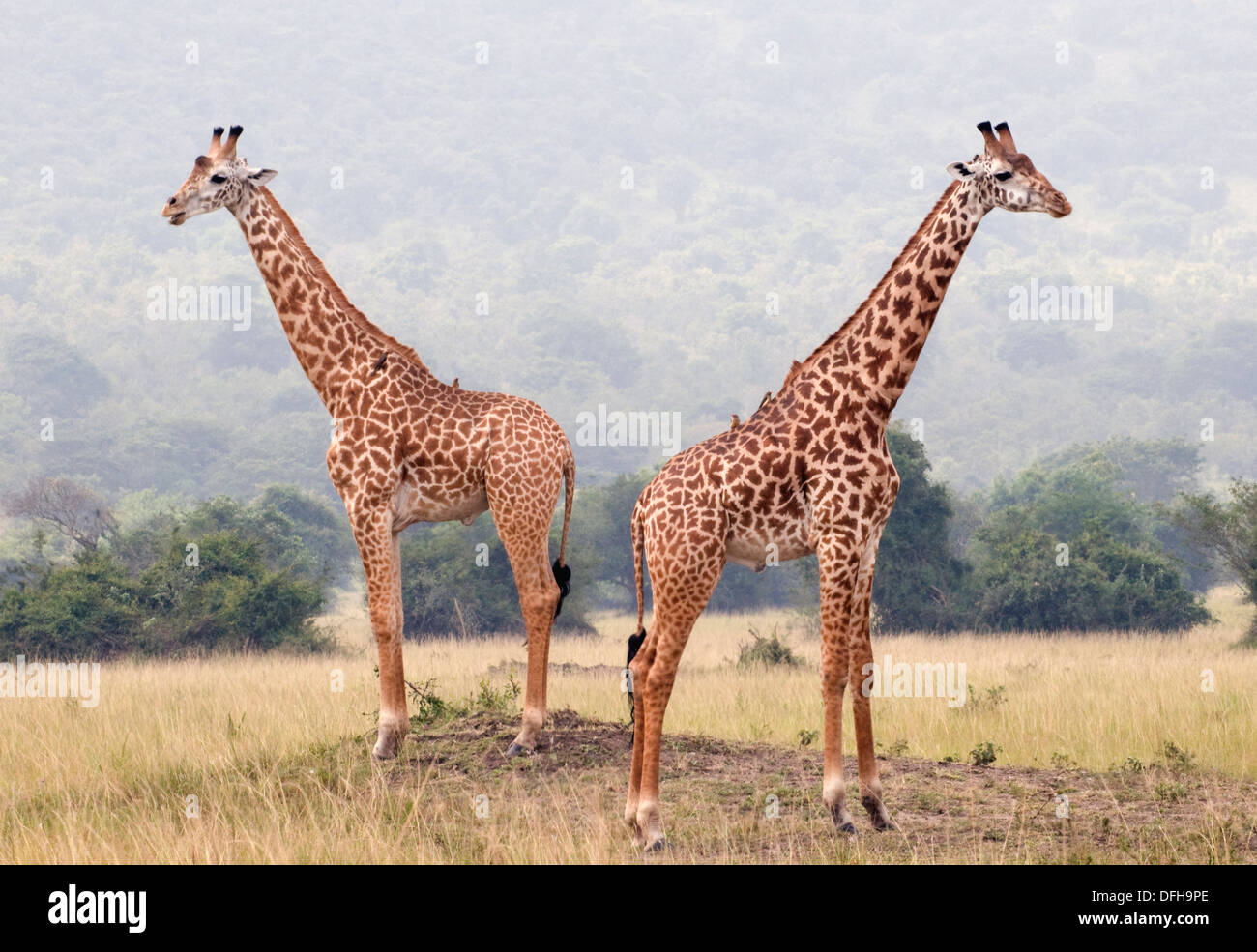 Giraffe Giraffa Plancius Akagera National Game Park Ruanda Central Nordafrika Stockfoto